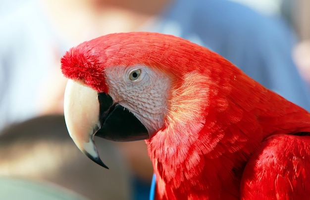 Photo parrot - red blue macaw speaking