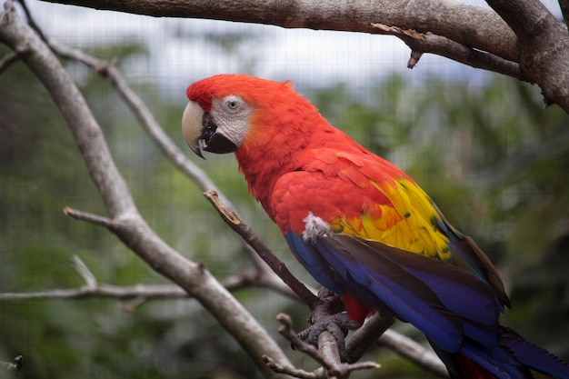 A parrot sits on a branch in a tree.