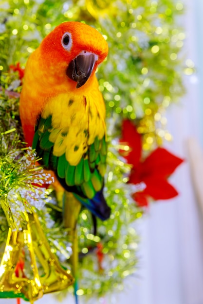 クリスマスツリーの飾りの上に座ってオウム