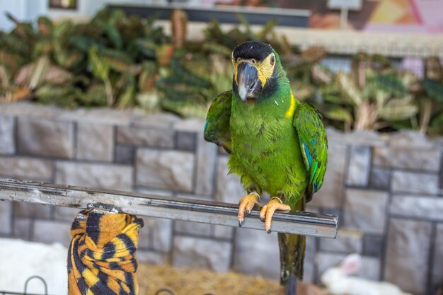 Parrot sitting on still bar