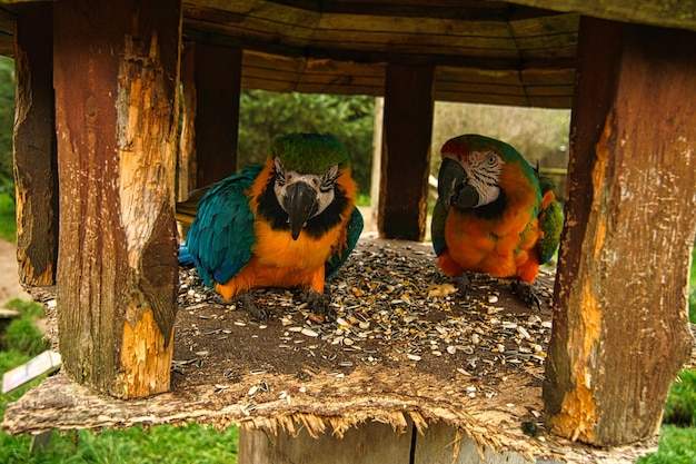 앵무새 종 아라는 초상화에서 멸종 위기에 처한 다채로운 새들