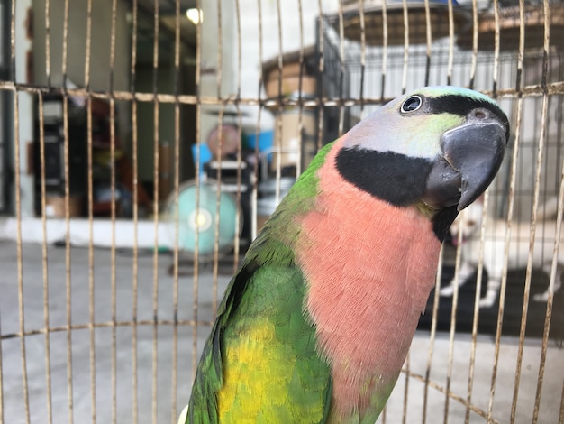 Photo parrot in the steel cage.