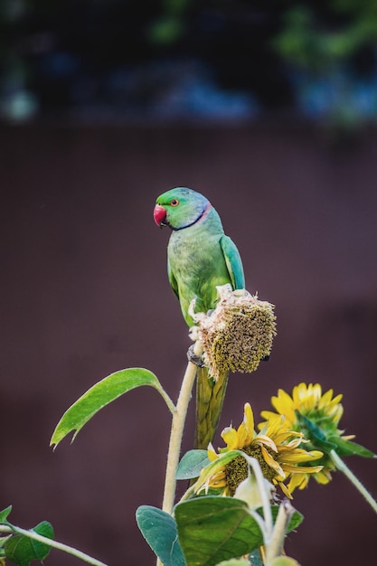 Parrot and Sunflower