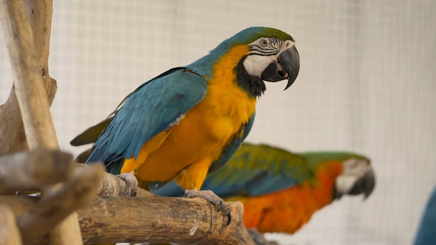 Parrot on the timber.