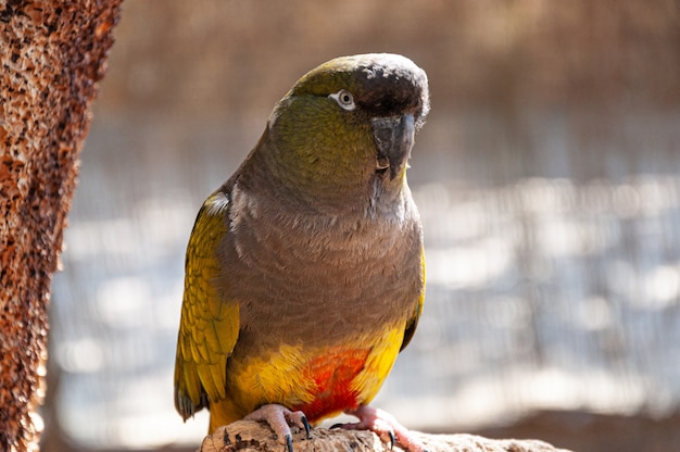 Photo parrot in a tree