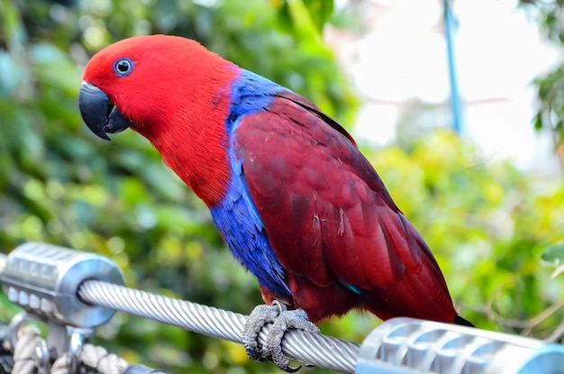 Parrot Tropical Bird with a Colroed Father