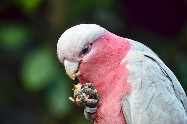 Foto uccello tropicale del pappagallo con un padre colroed