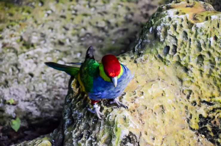 Photo parrot tropical bird with a colroed father