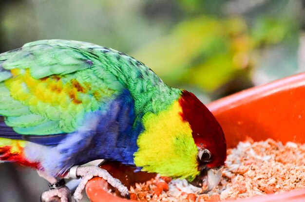 Foto uccello tropicale del pappagallo