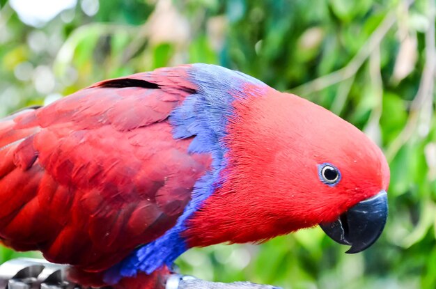 Foto l'uccello tropicale pappagallo