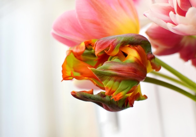 Photo parrot tulip flower of the rococo variety is orange with green stripes corrugated tulip petals