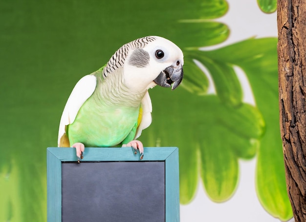 Photo parrot with chalk board