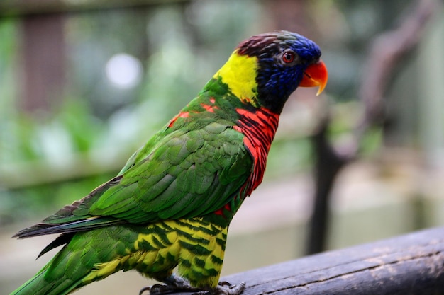 Parrot with colourful feathers in red and green