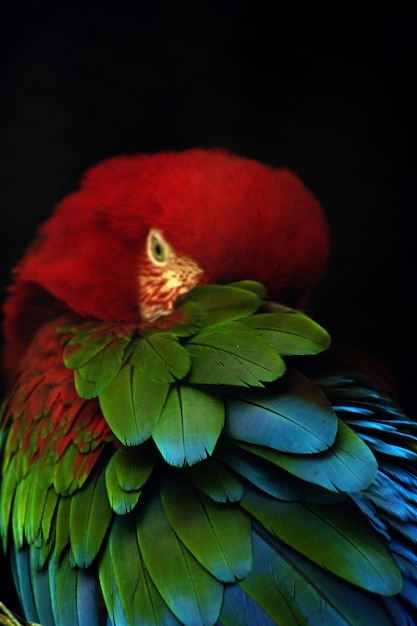 Photo parrot with its beak hidden in the feathers