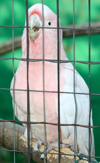 Photo parrot in the zoo