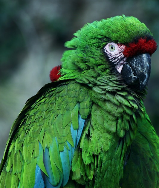 parrot in the zoo