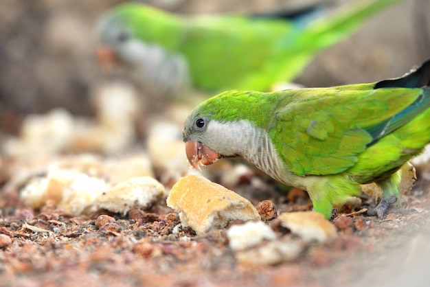 Parrots eat small pieces of bread