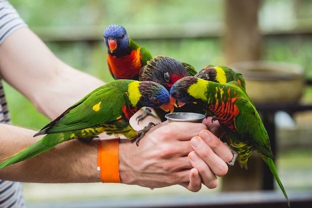 Parrots eating seeds from the human hand.