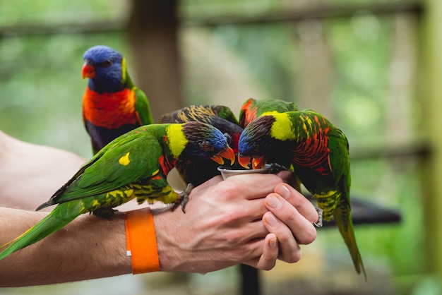 Parrots eating seeds from the human hand.