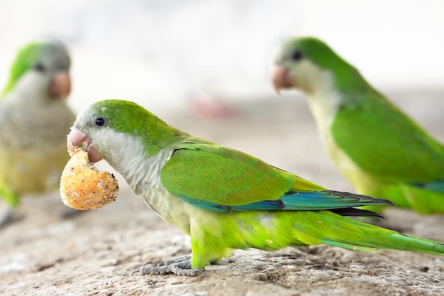 Parrots fighting for food