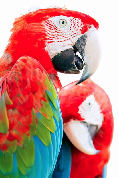 Parrots isolatedt on a white background.