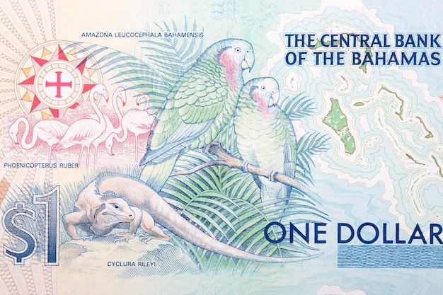 Parrots and lizard from Bahamian money