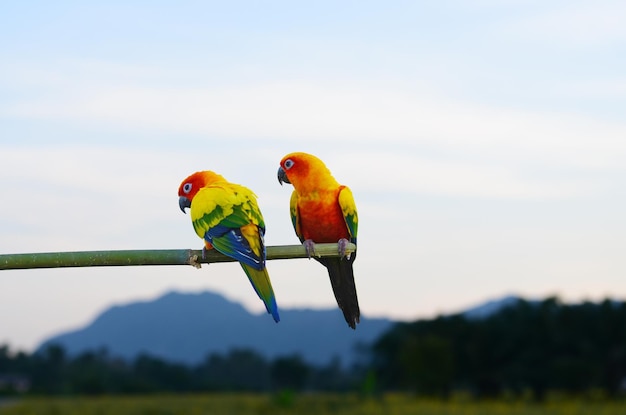 空の向こうの枝に座っているオオカミ