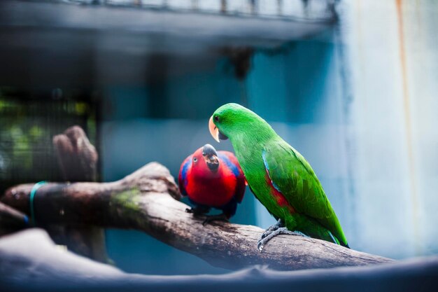 Foto pappagalli appoggiati sul legno visti attraverso il vetro allo zoo