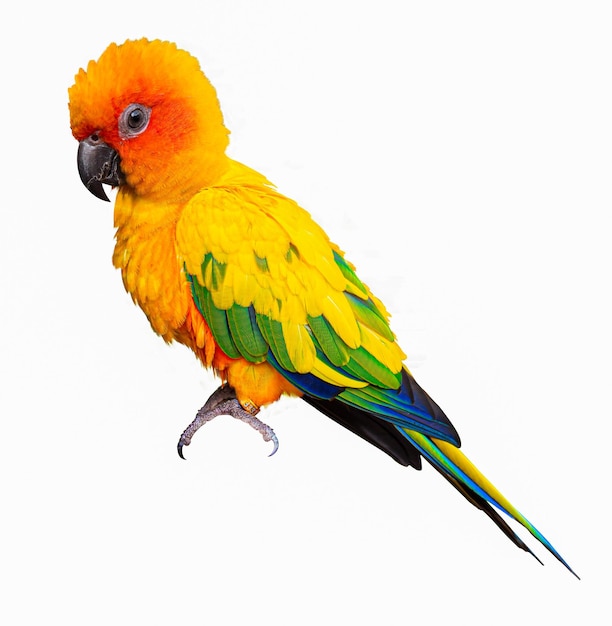 Photo parrots sun cornure yellow and green parrots are raised independently can fly as needed cute bird or pet naturally reared not caged or chained able to fly freely isolated on white background