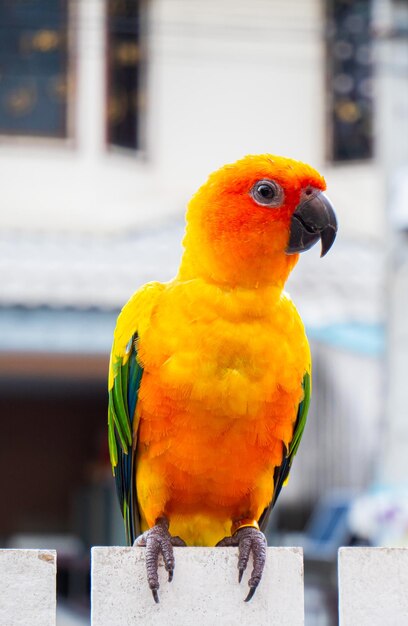 Photo parrots sun cornure yellow and green parrots are raised independently can fly as needed cute bird or pet naturally reared not caged or chained able to fly freely