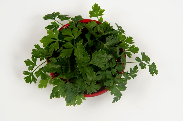 Parsley in a bowl isolated without anyone