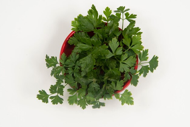 Parsley in a bowl isolated without anyone