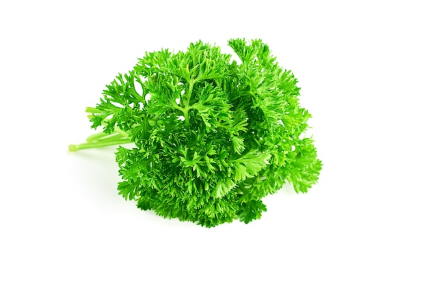 Parsley branch on white background