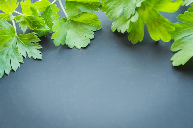 Parsley on a dark background