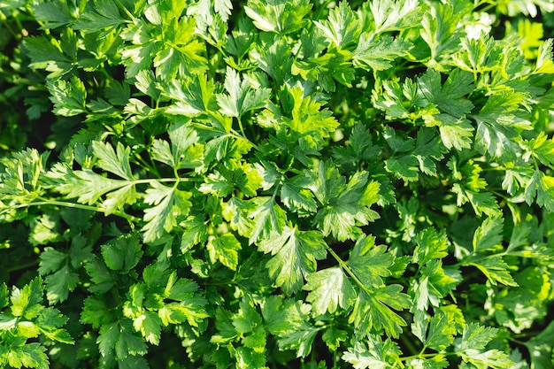 Prezzemolo nel giardino del contadino per cibo o medicine. buone piante verdi di prezzemolo biologico crescono in piena terra.