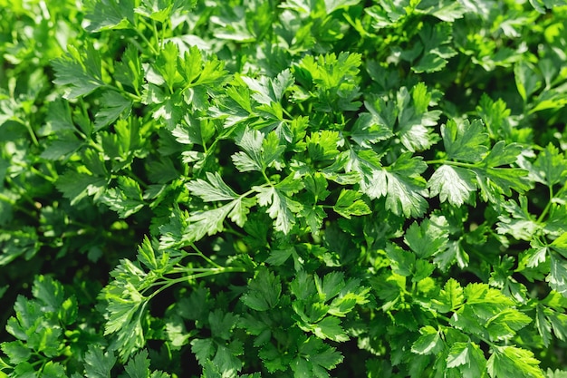 Parsley in farmer's garden for food or medicine. Good green organic parsley plants grows in the open ground.