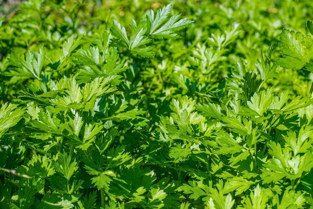 Parsley or garden parsley Petroselinum crispum