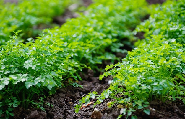 parsley in the garden