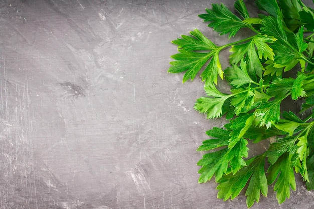 Parsley on a gray background