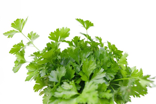 Parsley greens Parsley closeup isolate