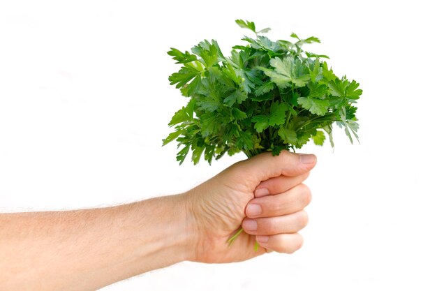 Parsley greensParsley in hand