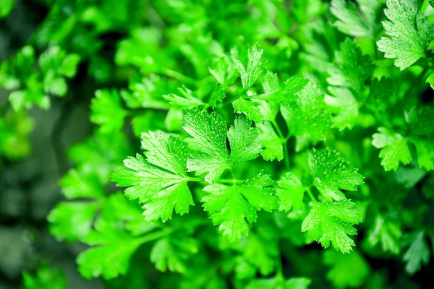 Parsley growing in garden