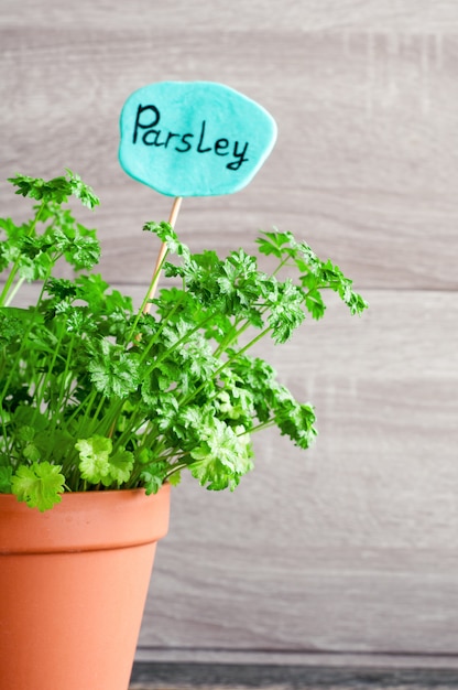 Parsley growing in a pot. Sign with the inscription Parsley