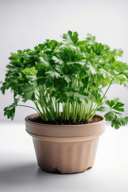 Parsley Growing In White Pot On White Background Generative AI