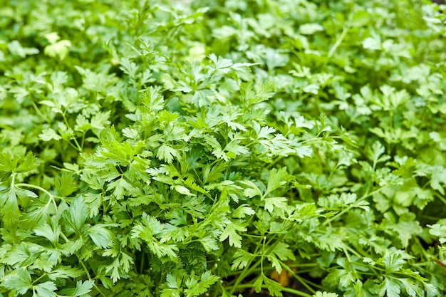 Parsley grows in the garden