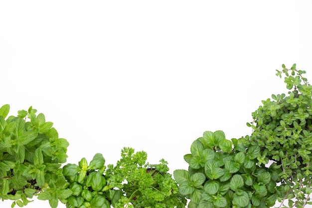 Parsley herb, basil, salvija, leaves, thyme,mint spice on white background.