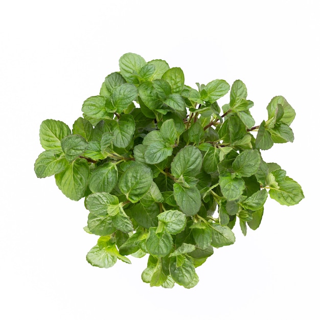 Parsley herb, basil, salvija, leaves, thyme,mint spice on white background.