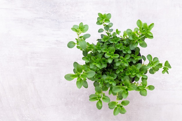 Erba di prezzemolo, basilico, salvija, foglie, timo, spezie alla menta su sfondo bianco.