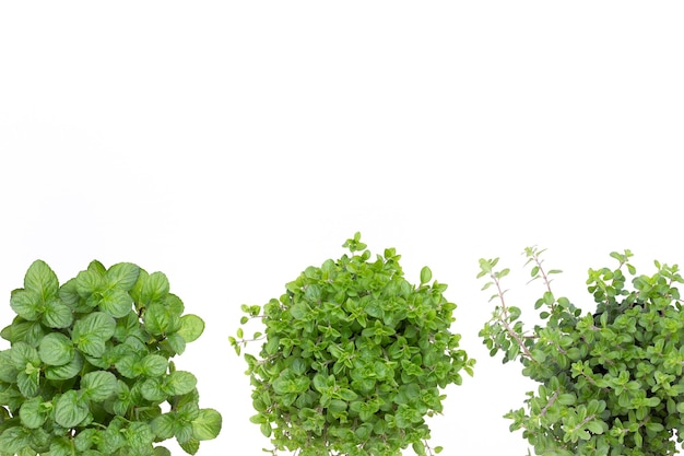 Parsley herb, basil, salvija, leaves, thyme,mint spice on white background.