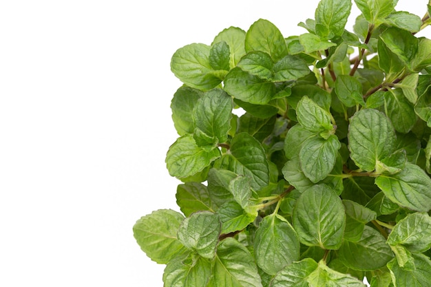 Parsley herb, basil, salvija, leaves, thyme,mint spice on white surface.